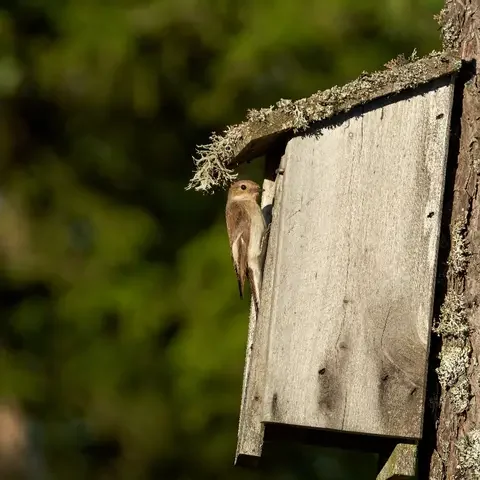 Ein kleiner Vogel sitzt an einem Nistkasten an einem Baum