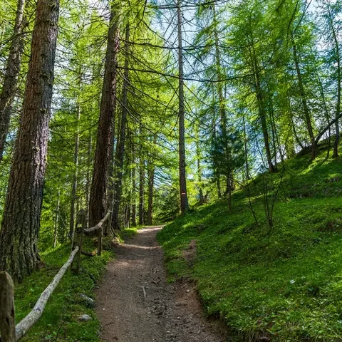 Ein schmaler Wanderweg führt durch einen grünen Wald