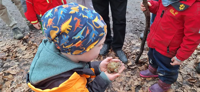 Kind betrachtet einen Frosch auf seiner Hand während einer Familienwanderung des Saarwald-Vereins