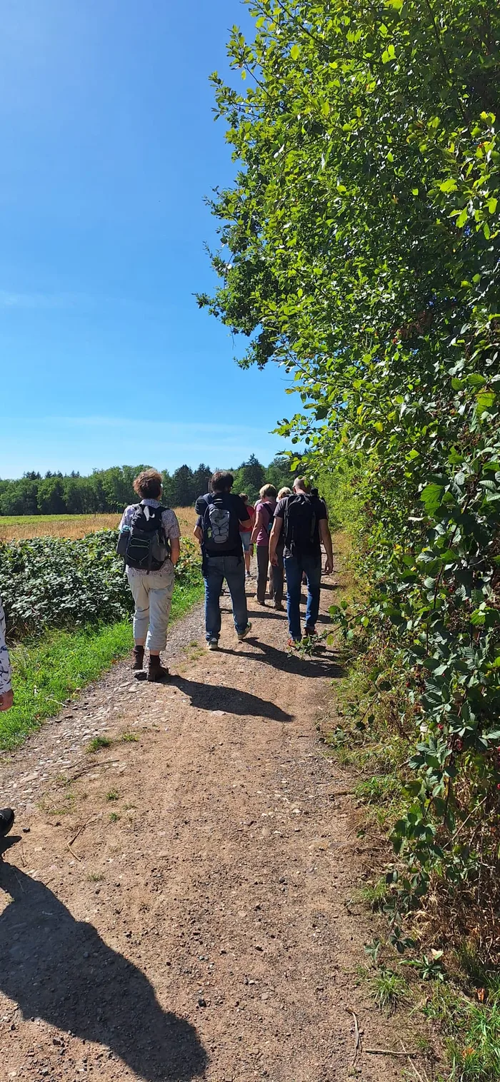 Wandergruppe von hinten auf einem sonnigen Weg am Waldrand