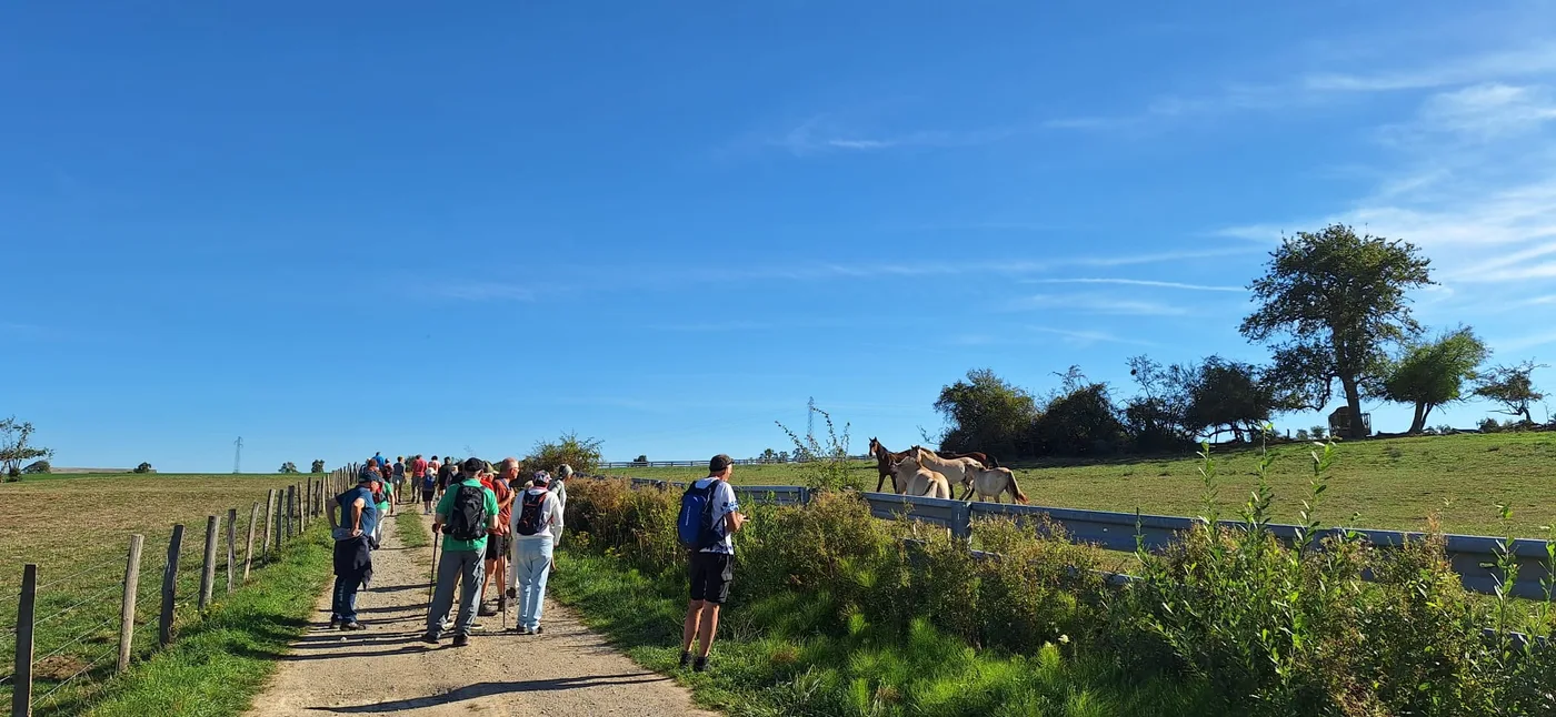 Wandergruppe auf einem Feldweg neben einer Pferdeweide