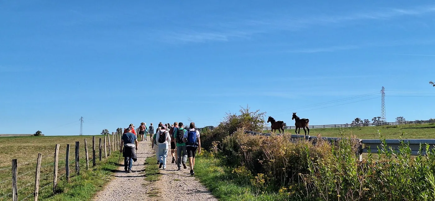 Wandergruppe auf einem Feldweg neben zwei Pferden auf einer Weide