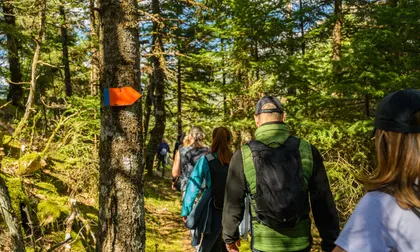 Wandergruppe folgt einem markierten Weg durch den sonnigen Wald
