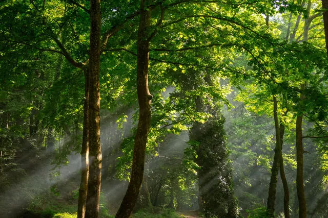 Sonnenlicht fällt durch grüne Bäume auf einen Waldweg